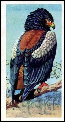 1 Bateleur Eagle